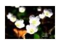 A1delhiflowers Promo Codes April 2024