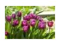 Ecotulips Promo Codes March 2024