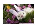 Flower Pet Lovers 15% Off Promo Codes May 2024