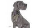 Great-dane-dog-breed-store Promo Codes August 2022
