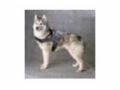 Siberian-husky-dog-breed-store Promo Codes April 2023